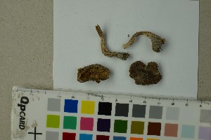  ( - O-F-204436)  @11 [ ] by-nc-sa (2025) Unspecified University of Oslo, Natural History Museum