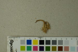  ( - O-F-204482)  @11 [ ] by-nc-sa (2025) Unspecified University of Oslo, Natural History Museum