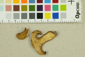  ( - O-F-224851)  @11 [ ] by-nc-sa (2025) Unspecified University of Oslo, Natural History Museum