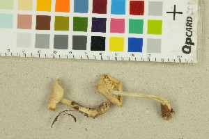  ( - O-F-239170)  @11 [ ] by-nc-sa (2025) Unspecified University of Oslo, Natural History Museum