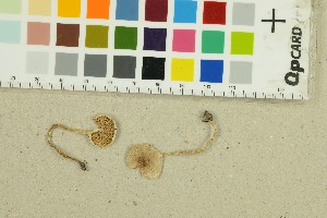  ( - O-F-239172)  @11 [ ] by-nc-sa (2025) Unspecified University of Oslo, Natural History Museum