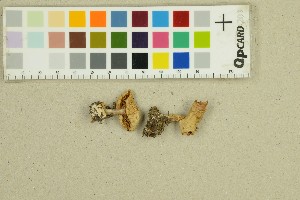  ( - O-F-257755)  @11 [ ] by-nc-sa (2025) Unspecified University of Oslo, Natural History Museum