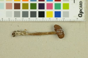  ( - O-F-259285)  @11 [ ] by-nc-sa (2025) Unspecified University of Oslo, Natural History Museum