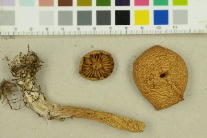  ( - O-F-260290a)  @11 [ ] by-nc-sa (2025) Unspecified University of Oslo, Natural History Museum