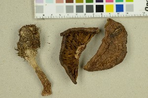  ( - O-F-260313a)  @11 [ ] by-nc-sa (2025) Unspecified University of Oslo, Natural History Museum