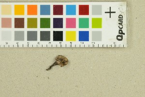  ( - O-F-271370)  @11 [ ] by-nc-sa (2025) Unspecified University of Oslo, Natural History Museum