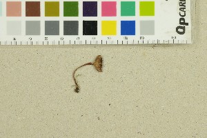  ( - O-F-271388)  @11 [ ] by-nc-sa (2025) Unspecified University of Oslo, Natural History Museum