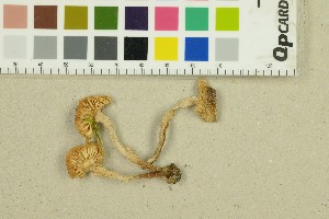  ( - O-F-271390)  @11 [ ] by-nc-sa (2025) Unspecified University of Oslo, Natural History Museum