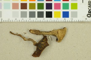  (Cuphophyllus monteverdae - O-F-271399)  @11 [ ] by-nc-sa (2025) Unspecified University of Oslo, Natural History Museum