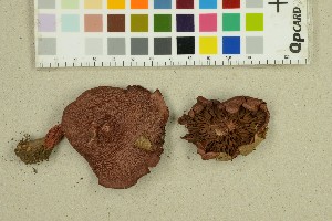  ( - O-F-290905)  @11 [ ] by-nc-sa (2025) Unspecified University of Oslo, Natural History Museum