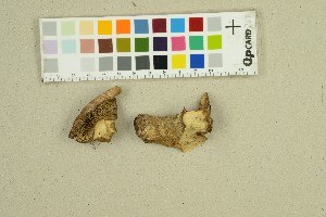  ( - O-F-293397)  @11 [ ] by-nc-sa (2025) Unspecified University of Oslo, Natural History Museum