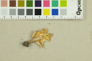  ( - O-F-307773)  @11 [ ] by-nc-sa (2025) Unspecified University of Oslo, Natural History Museum