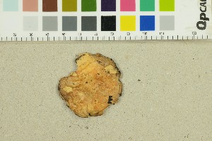  ( - O-F-309350)  @11 [ ] by-nc-sa (2025) Unspecified University of Oslo, Natural History Museum