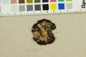  ( - O-F-309350)  @11 [ ] by-nc-sa (2025) Unspecified University of Oslo, Natural History Museum