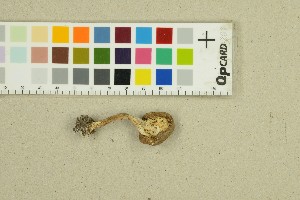  ( - O-F-312004)  @11 [ ] by-nc-sa (2025) Unspecified University of Oslo, Natural History Museum