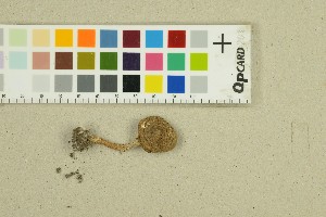  ( - O-F-312004)  @11 [ ] by-nc-sa (2025) Unspecified University of Oslo, Natural History Museum