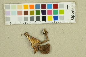  ( - O-F-312050)  @11 [ ] by-nc-sa (2025) Unspecified University of Oslo, Natural History Museum