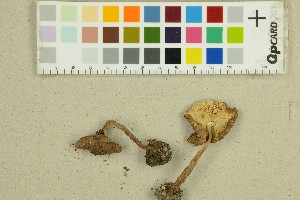  ( - O-F-312053)  @11 [ ] by-nc-sa (2025) Unspecified University of Oslo, Natural History Museum