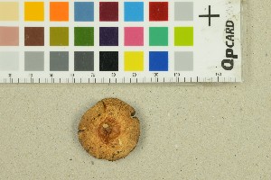  ( - O-F-360059)  @11 [ ] by-nc-sa (2025) Unspecified University of Oslo, Natural History Museum