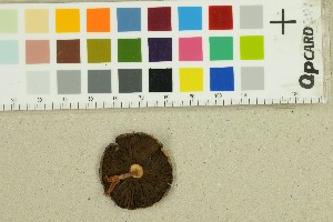  ( - O-F-360059)  @11 [ ] by-nc-sa (2025) Unspecified University of Oslo, Natural History Museum