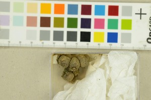  (Liceales - O-F-371167)  @11 [ ] by-nc-sa (2025) Unspecified University of Oslo, Natural History Museum