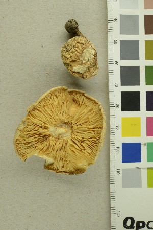  ( - O-F-54257)  @11 [ ] CreativeCommons - Attribution Non-Commercial Share-Alike (2018) Unspecified University of Oslo, Natural History Museum
