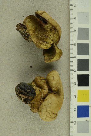  (Neoboletus - O-F-64541)  @11 [ ] CreativeCommons - Attribution Non-Commercial Share-Alike (2019) Unspecified University of Oslo, Natural History Museum