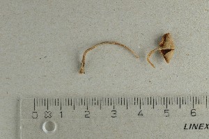  ( - O-F-65227)  @11 [ ] by-nc-sa (2021) Unspecified University of Oslo, Natural History Museum