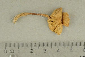  ( - O-F-67131)  @11 [ ] by-nc-sa (2021) Unspecified University of Oslo, Natural History Museum