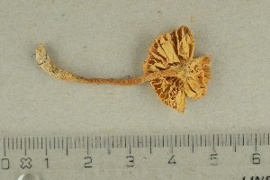  ( - O-F-67131)  @11 [ ] by-nc-sa (2021) Unspecified University of Oslo, Natural History Museum