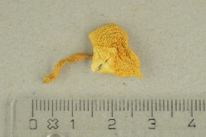  ( - O-F-67151)  @11 [ ] by-nc-sa (2021) Unspecified University of Oslo, Natural History Museum