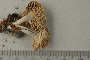  ( - O-F-67339)  @11 [ ] by-nc-sa (2021) Unspecified University of Oslo, Natural History Museum