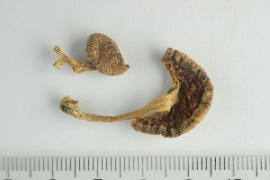  ( - O-F-69635)  @11 [ ] by-nc-sa (2021) Unspecified University of Oslo, Natural History Museum