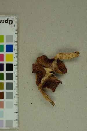  ( - O-F-72917)  @11 [ ] by-nc-sa (2025) Unspecified University of Oslo, Natural History Museum