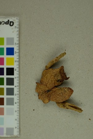  ( - O-F-72917)  @11 [ ] by-nc-sa (2025) Unspecified University of Oslo, Natural History Museum