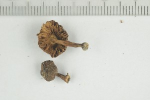  ( - O-F-74317a)  @11 [ ] by-nc-sa (2021) Unspecified University of Oslo, Natural History Museum