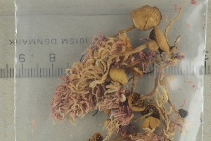  ( - O-F-74404)  @11 [ ] by-nc-sa (2021) Unspecified University of Oslo, Natural History Museum