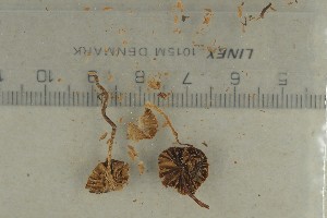  ( - O-F-74602)  @11 [ ] by-nc-sa (2021) Unspecified University of Oslo, Natural History Museum