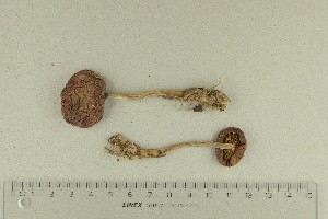  (Cortinarius myrtillinus - O-F-123461)  @11 [ ] by-nc-sa (2021) Unspecified University of Oslo, Natural History Museum
