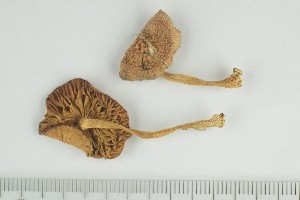  ( - O-F-158373)  @11 [ ] by-nc-sa (2021) Unspecified University of Oslo, Natural History Museum