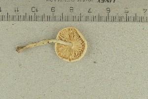  ( - O-F-158385)  @11 [ ] by-nc-sa (2021) Unspecified University of Oslo, Natural History Museum