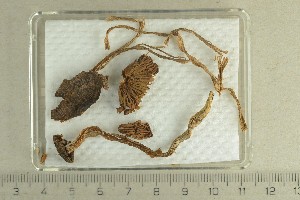  ( - O-F-167763)  @11 [ ] by-nc-sa (2021) Unspecified University of Oslo, Natural History Museum