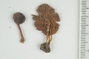  ( - O-F-168047)  @11 [ ] by-nc-sa (2021) Unspecified University of Oslo, Natural History Museum