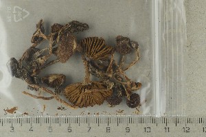 ( - O-F-169362)  @11 [ ] by-nc-sa (2021) Unspecified University of Oslo, Natural History Museum