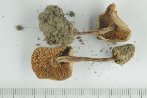  (Inocybe grammata - O-F-171876)  @11 [ ] by-nc-sa (2021) Unspecified University of Oslo, Natural History Museum