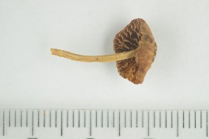  (Inocybe oreina - O-F-172214)  @11 [ ] by-nc-sa (2021) Unspecified University of Oslo, Natural History Museum