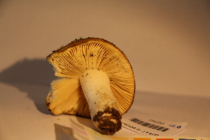  (Russula sp - TROM_F_17380)  @11 [ ] CreativeCommons - Attribution Non-Commercial Share-Alike (2017) Unspecified Troms&oslash; University Museum