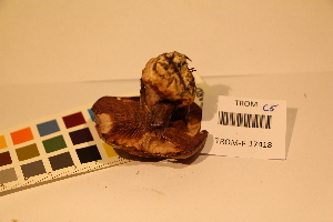  (Cortinarius herpeticus - TROM_F_17418)  @11 [ ] CreativeCommons - Attribution Non-Commercial Share-Alike (2017) Unspecified Tromsø University Museum