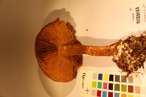  ( - TROM_F_17450)  @11 [ ] CreativeCommons - Attribution Non-Commercial Share-Alike (2017) Unspecified Tromsø University Museum