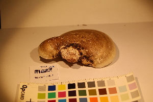  ( - TROM_F_17459)  @11 [ ] CreativeCommons - Attribution Non-Commercial Share-Alike (2017) Unspecified Tromsø University Museum